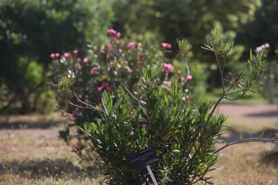 Archivo - Plantas del Real Jard&iacute;n Bot&aacute;nico Juan Carlos I de la Universidad de Alcal&aacute; de Henares (Madrid)