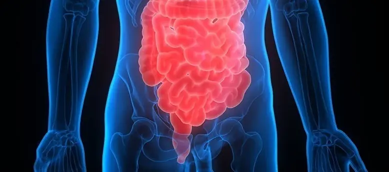 Archivo - Intestino y colon