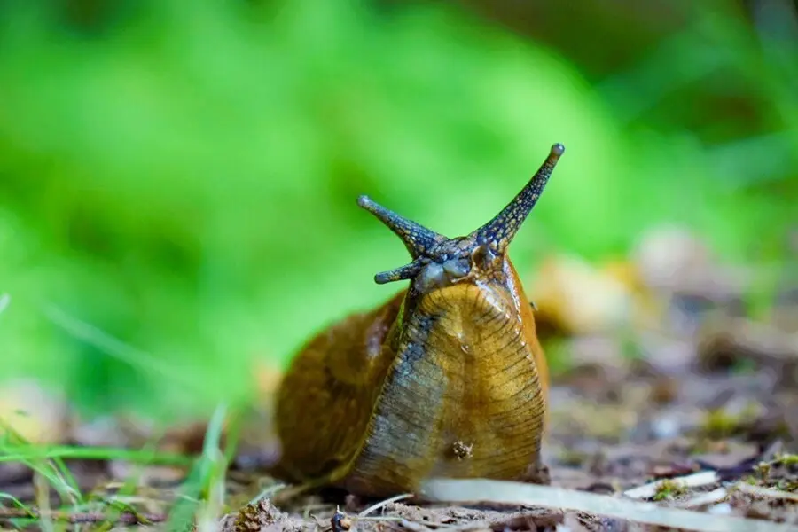 Archivo - La capa de moco en la parte inferior de la pata de un caracol es un ejemplo de un material blando que cede a la tensi&oacute;n hasta cierto punto y luego fluye.