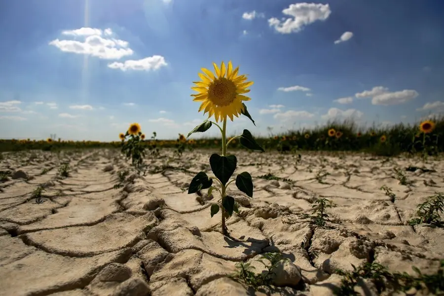 Archivo - Desertizaci&oacute;n. Sequ&iacute;a. Ola de calor. Cambio clim&aacute;tico