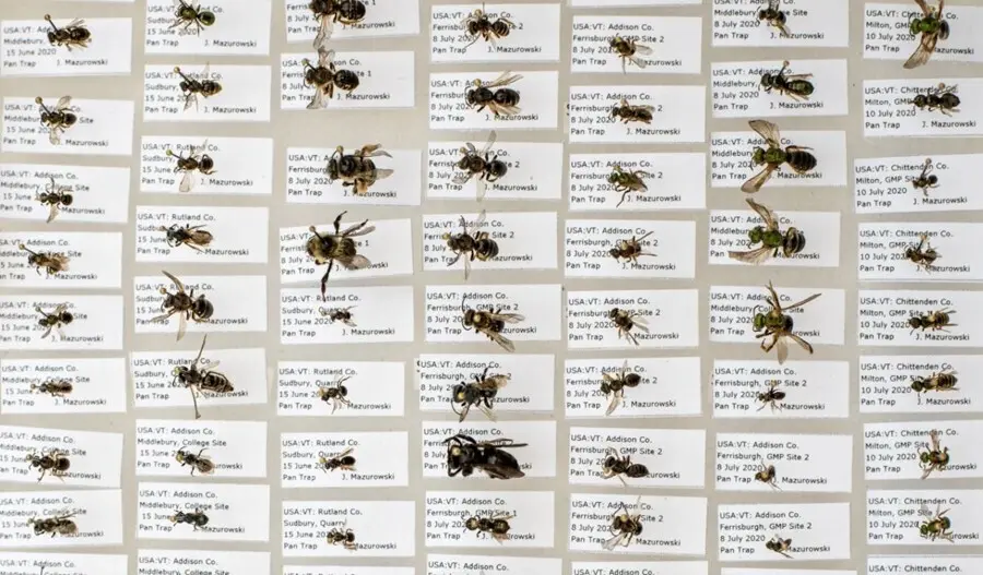 Los cient&iacute;ficos han desarrollado un m&eacute;todo para contar especies al aire libre a partir de registros de museos en interiores.