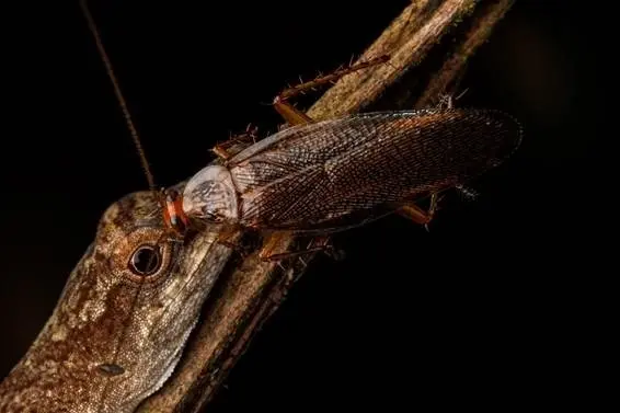 Archivo - Fotograf&iacute;a de una cucaracha bebiendo las l&aacute;grimas de un anolis delgado, tomada en marzo de 2019 en la Amazon&iacute;a ecuatoriana