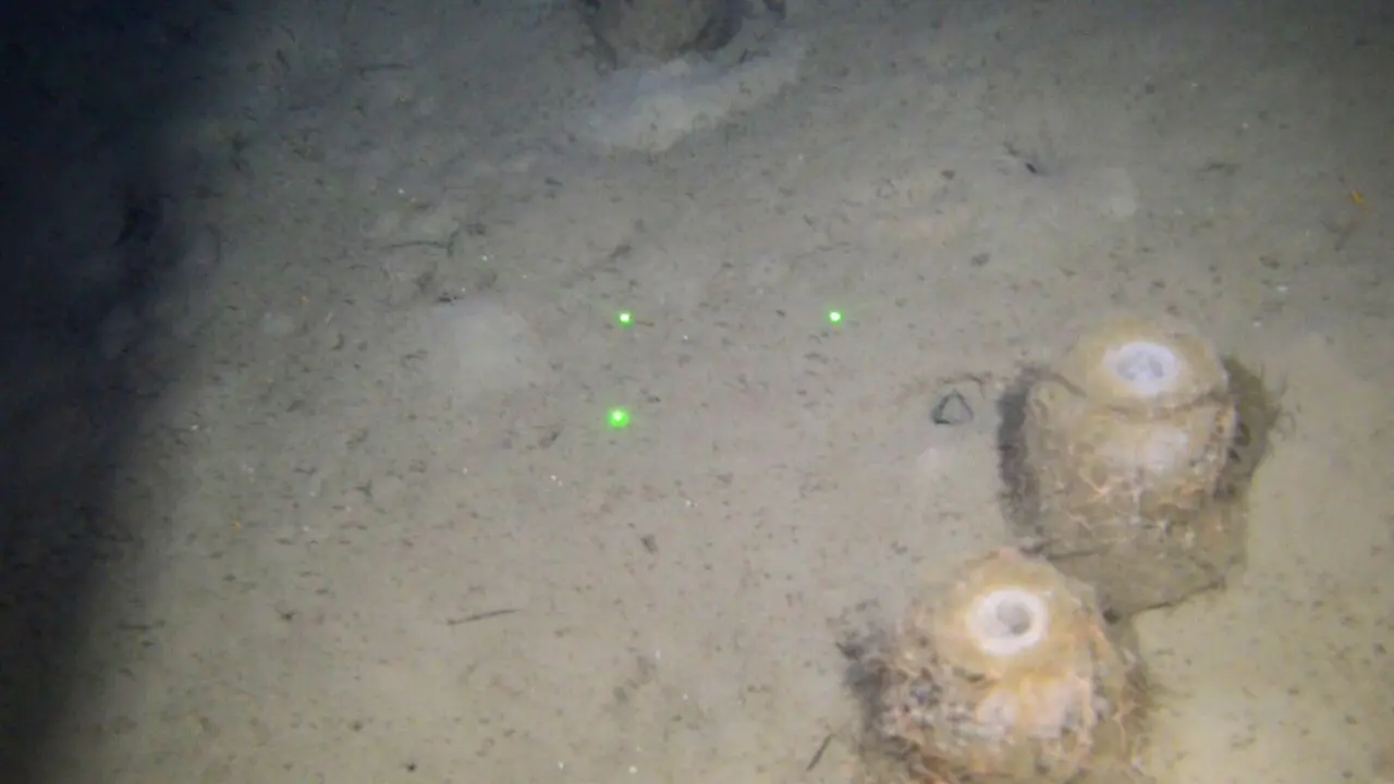 Varias de las esponjas encontradas en la costa Cant&aacute;brica. / INST. ESPA&Ntilde;OL DE OCEANOGRAF&Iacute;A