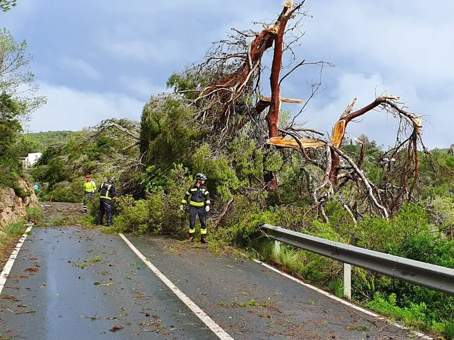 Archivo - &Aacute;rboles ca&iacute;dos en Sant Antoni (Ibiza) a consecuencia de las fuertes lluvias