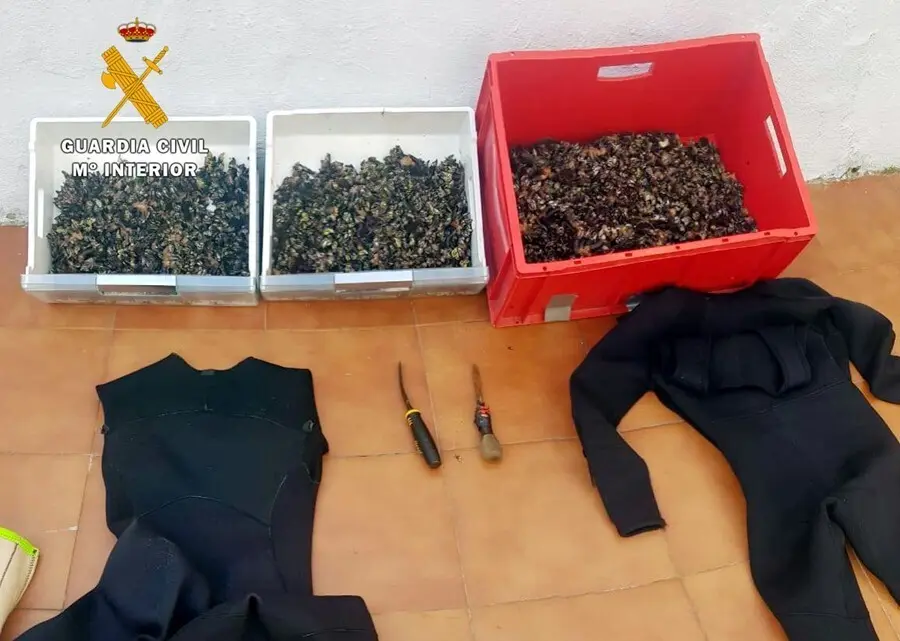 Los percebes incautados
