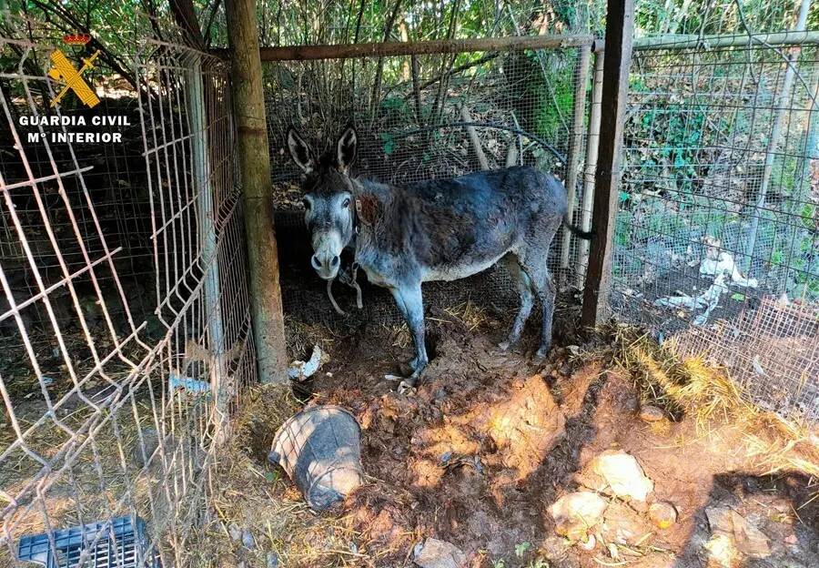 La Guardia Civil investiga a un hombre de Olot (Girona) por presunto maltrato animal y tener en cautividad aves de especies protegidas.