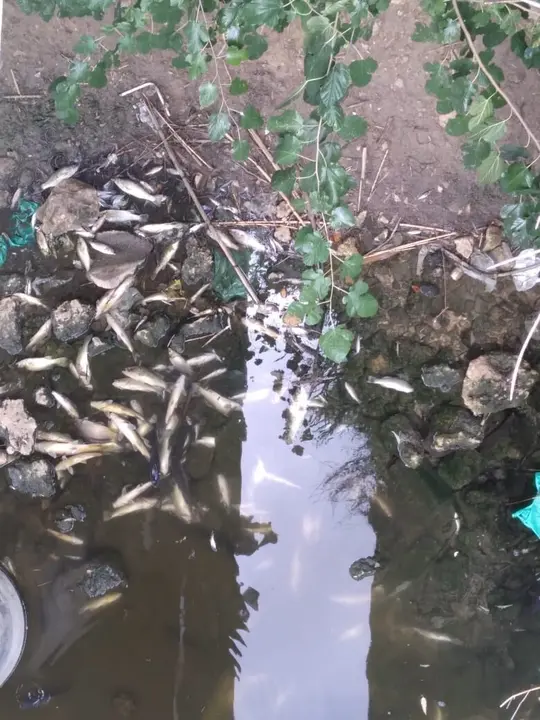Imagen de los peces muertos