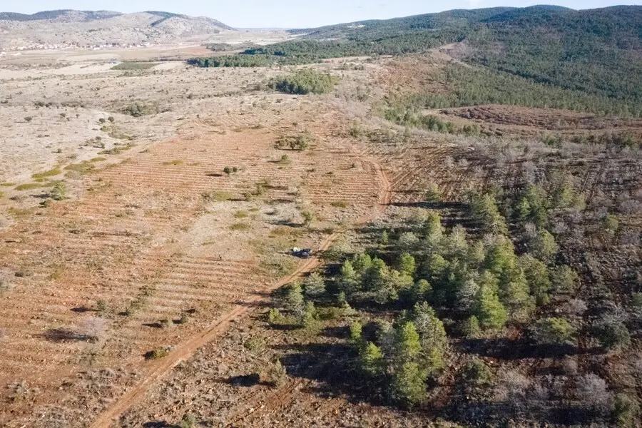 Archivo - Plantaci&oacute;n