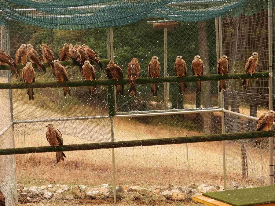 Milanos reales en el jaul&oacute;n de aclimataci&oacute;n de Cazorla, poco antes de su liberaci&oacute;n definitiva