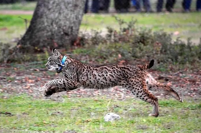 Archivo - Ejemplar de lince ib&eacute;rico en una imagen de archivo