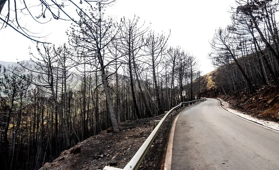 Zonas quemadas por el incendio de Sierra Bermeja, en el &aacute;rea de Puerto de Pe&ntilde;as Blancas a 14 de septiembre 2021 en Estepona (M&aacute;laga) Andaluc&iacute;a