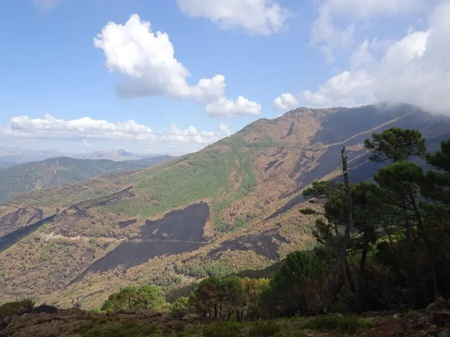 Ecologistas piden un plan de restauraci&oacute;n forestal para Sierra Bermeja y su protecci&oacute;n como parque nacional