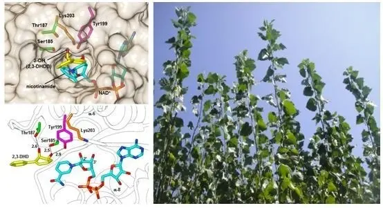 Las plantas pueden absorber y degradar contaminantes con efectos carcin&oacute;genos.