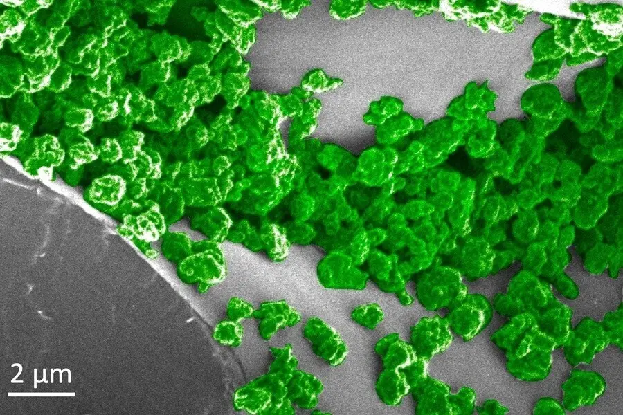 En esta imagen, las partes verdes son las nanopart&iacute;culas que se han agregado en la superficie del tejido mes&oacute;filo esponjoso dentro de las hojas de la planta.