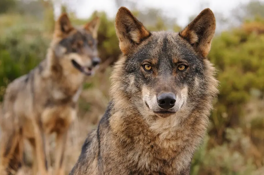 Archivo - Lobo Ib&eacute;rico. WWF