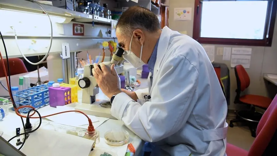 Miguel &Aacute;ngel Pe&ntilde;alva en su laboratorio del Centro de Investigaciones Biol&oacute;gicas Margarita Salas (CIB-CSIC) mientras observa una placa del hongo &lsquo;Aspergillus nidulans&rsquo; con el gen de la alcaptonuria.