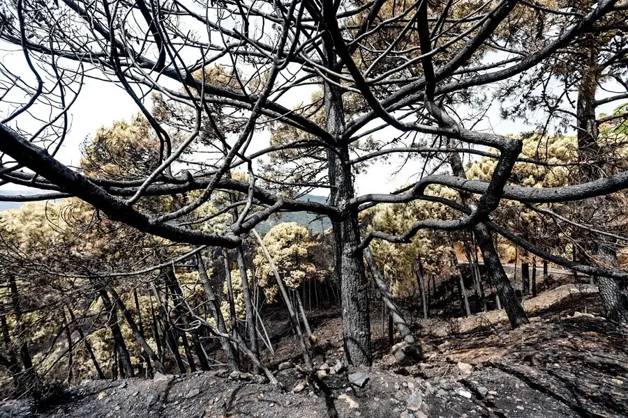Zonas quemadas por el incendio de Sierra Bermeja. 