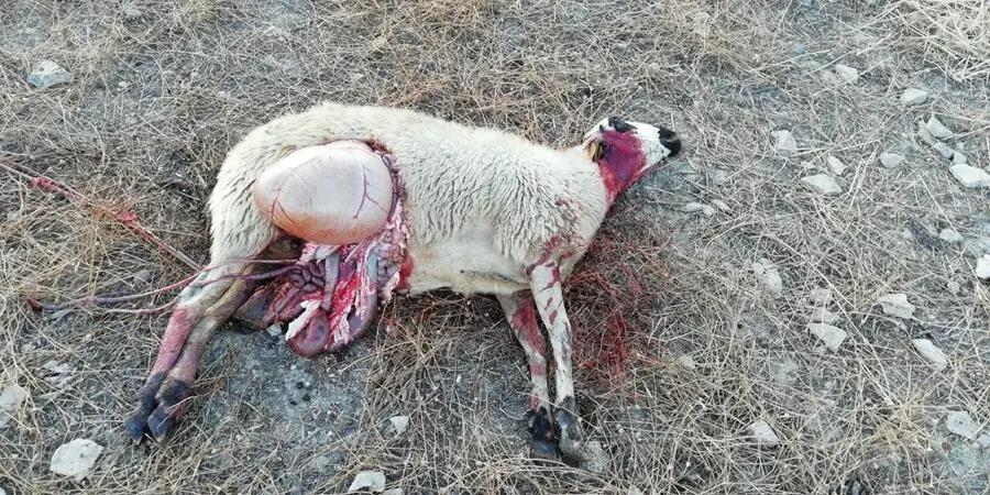 Archivo -    La Uni&oacute;n de Agricultores y Ganaderos de Arag&oacute;n (UAGA) se ha dirigido al consejero de Desarrollo Rural y Sostenibilidad del Gobierno de la Comunidad, Joaqu&iacute;n Olona, para demandarle que capture y traslade al lobo que ataca al ganado, sobre todo