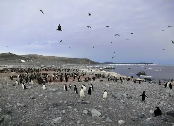 Una colonia de ping&uuml;inos Adelia en la Ant&aacute;rtida.