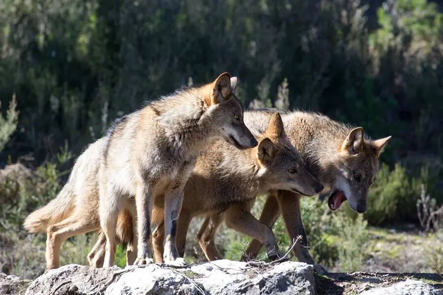 Archivo - Lobos ib&eacute;ricos