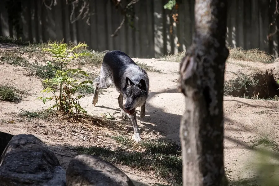 Archivo - Un lobo.
