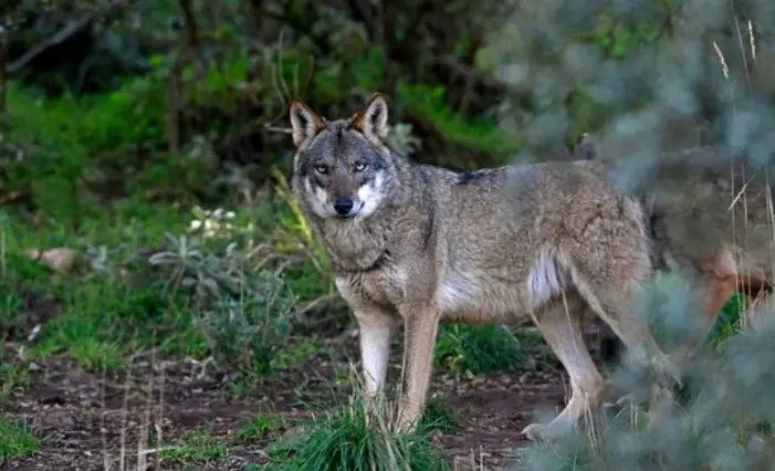 Lobo ib&eacute;rico