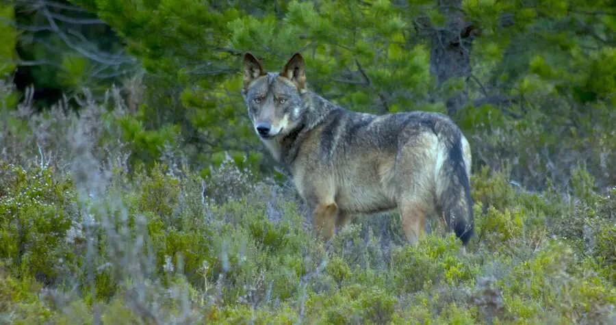 Un lobo avistado en la Sierra de la Culebra