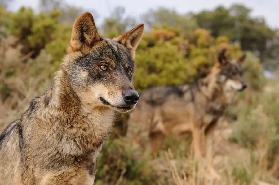 Archivo - Ejemplar de Lobo Ib&eacute;rico