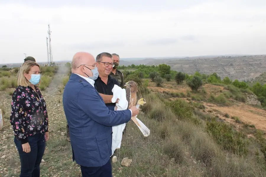 Suelta &aacute;guila perdicera