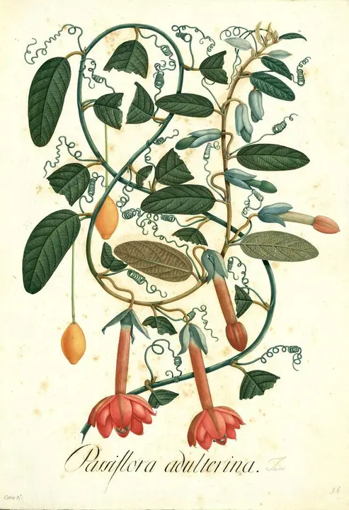 Dibujo a gran folio de Mutis Passiflora adulterina, realizado por el cient&iacute;fico Jos&eacute; Celestino Mutis durante la Real Expedici&oacute;n Bot&aacute;nica al Reino de Granada en el siglo XVIII que exhibe el Real Jard&iacute;n Bot&aacute;nico de Madrid.