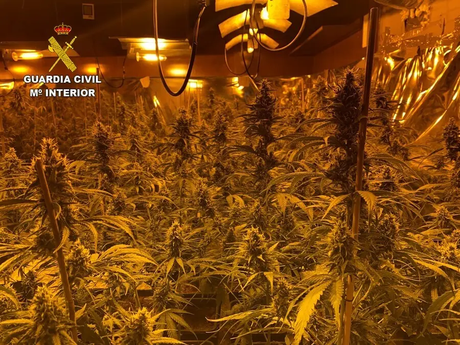 Plantaci&oacute;n de marihuana en una vivienda
