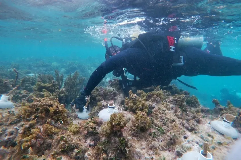 Fotograf&iacute;a sin fecha especifica de toma, cortes&iacute;a de Organizacion Oceanus, que muestra a un expertos mientras examina un arrecife, en la costas de Punta Nizuc, en el balneario de Canc&uacute;n en Quintana Roo (M&eacute;xico). EFE/ Organizacion Oceanus