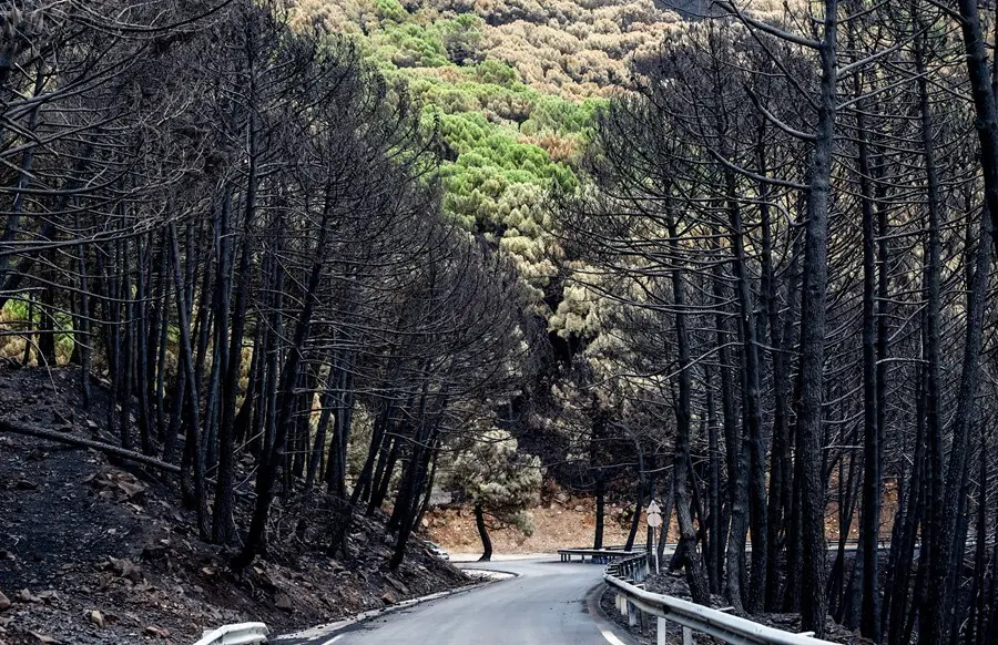Zonas quemadas por el incendio de Sierra Bermeja, en el &aacute;rea de Puerto de Pe&ntilde;as Blancas a 14 de septiembre 2021 en Estepona (M&aacute;laga) Andaluc&iacute;a