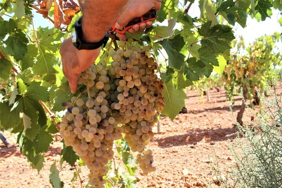 Una persona recoge uvas de una cosecha. / EP