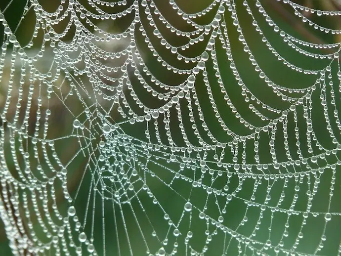 Telara&ntilde;a