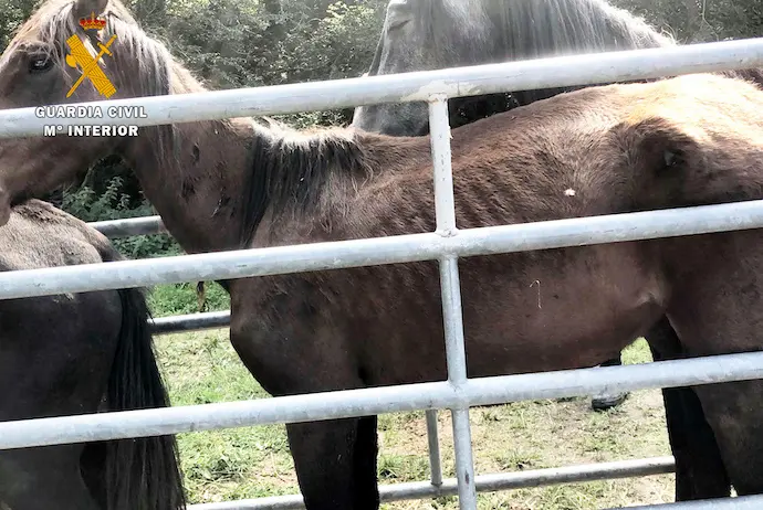 Varios de los animales que se encontraban con una extrema delgadez.