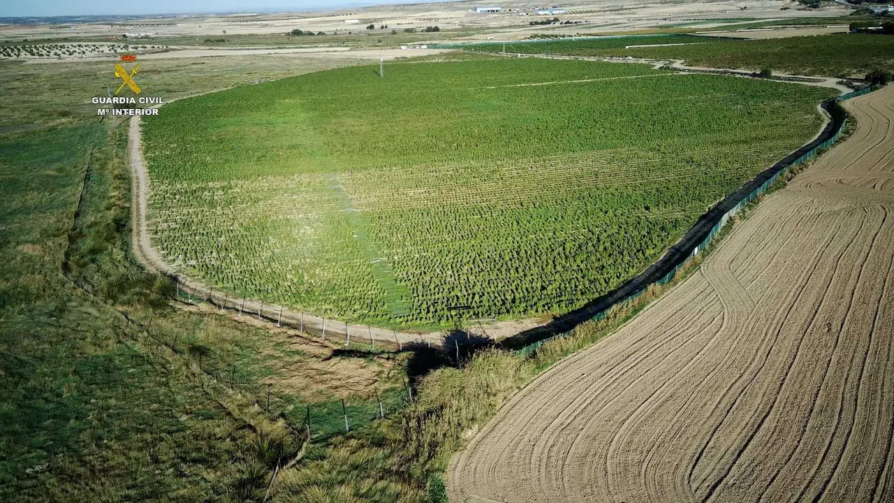 Macroplantaci&oacute;n de marihuana en Huerta de Valdecar&aacute;banos, en la provincia de Toledo. GUARDIA CIVIL