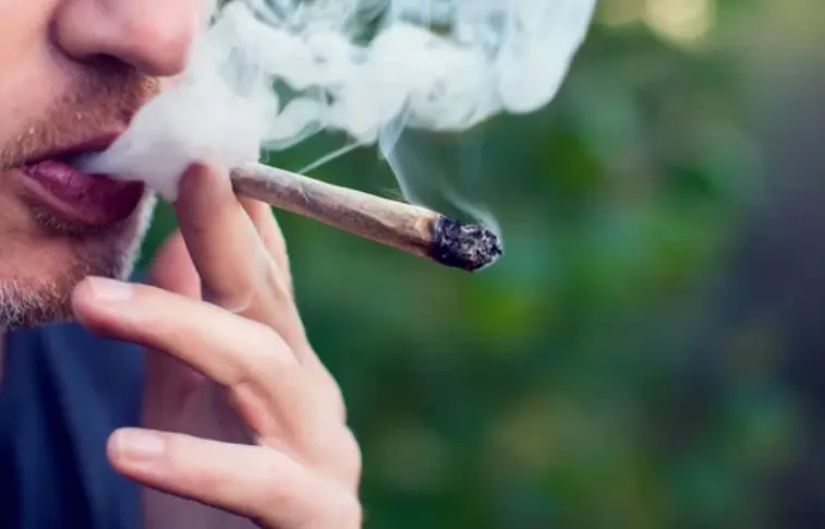 Seg&uacute;n la legislaci&oacute;n, los mayores de 18 a&ntilde;os podr&aacute;n cultivar legalmente hasta cuatro plantas de cannabis por hogar para uso personal. Fotograf&iacute;a: Etienne Ansotte/EPA