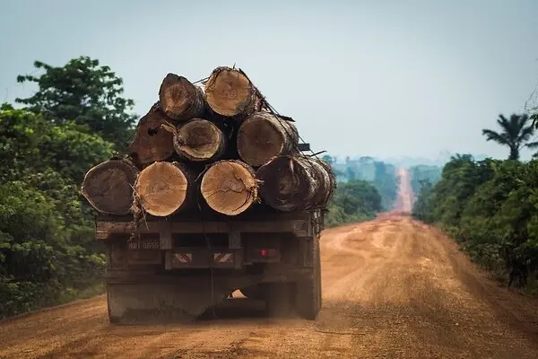 A truck full of solid wood logs travels the Trans - Amazon highway on the outskirts of Manicor&eacute;, in AM. Trees with higher commercial value, such as ipe and chestnut trees, are removed before the forest is burned. The illegal timber is sold to local sawmills, thanks to the lack of control in the national forestry sector, and quietly enters the market, contaminating the entire chain. Um caminh&atilde;o repleto de troncos de madeira maci&ccedil;a transita pela rodovia Transamaz&ocirc;nica, nos arredores de Manicor&eacute; (AM). As &aacute;rvores com maior valor comercial, como ip&ecirc;s e castanheiras, s&atilde;o retiradas antes de a floresta ser queimada. A madeira ilegal &eacute; vendida &agrave; serrarias locais, gra&ccedil;as ao descontrole no setor madeireiro nacional, e entra tranquilamente no mercado, contaminando toda a cadeia.
