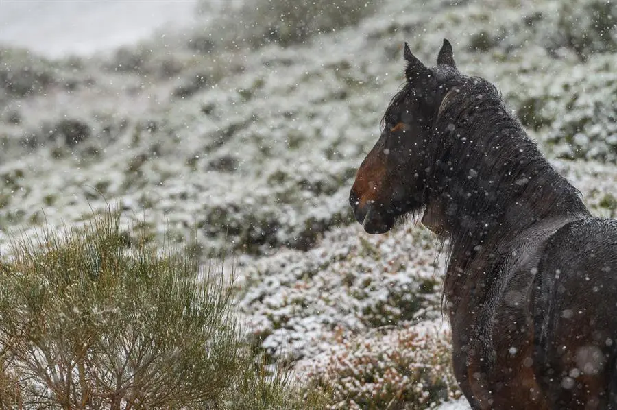 Un caballo pasta en las inmediaciones de la estaci&oacute;n de esqu&iacute; de Alto Campoo, este mi&eacute;rcoles, donde han caido las primeras nevadas en la comunidad c&aacute;ntabra .EFE/Pedro Puente Hoyos