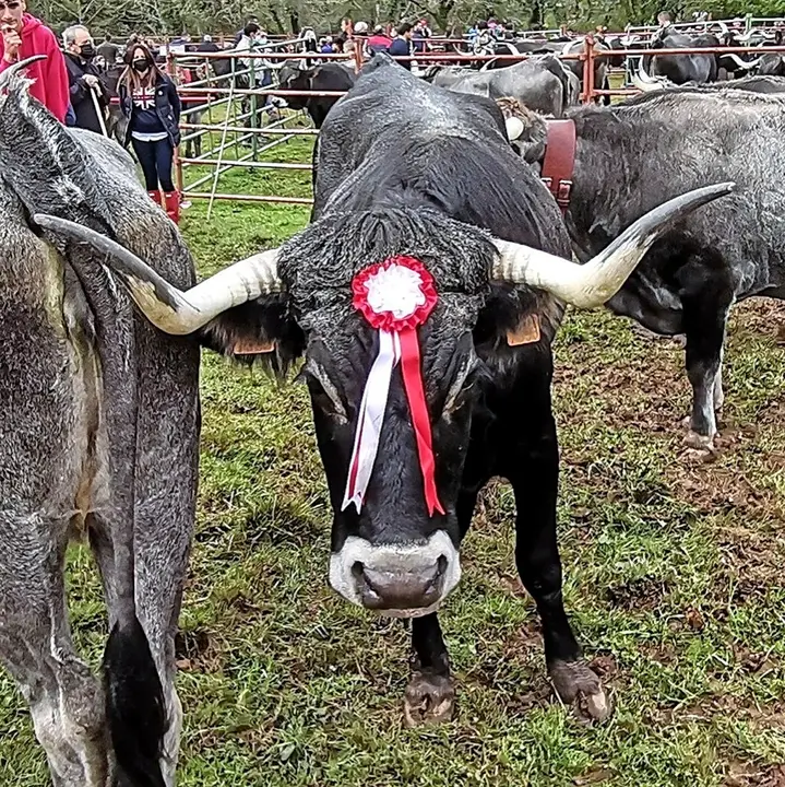 Dos tudancas pasean por la feria de ganado de Cieza. / ALERTA