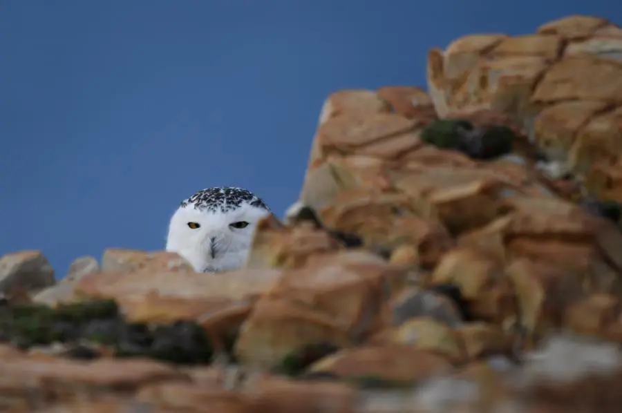 Un ejemplar de b&uacute;ho nival "Bubo scandiacus" en Cabo de Pe&ntilde;as (Asturias) este mi&eacute;rcoles. El b&uacute;ho nival nunca se hab&iacute;a visto en Espa&ntilde;a, pero en los &uacute;ltimos d&iacute;as se han avistado al menos tres en Cantabria y Asturias. EFE/ Eloy Alonso