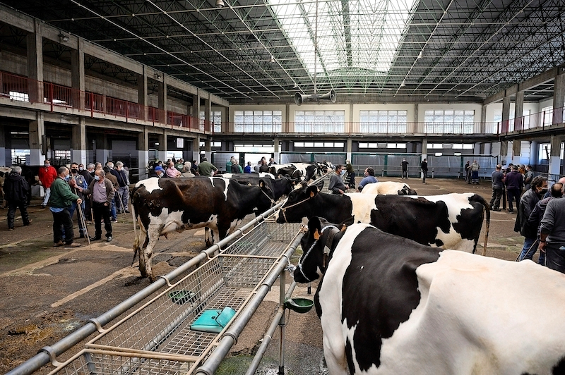 Interior del Mercado de Ganados de Torrelavega. / Alerta