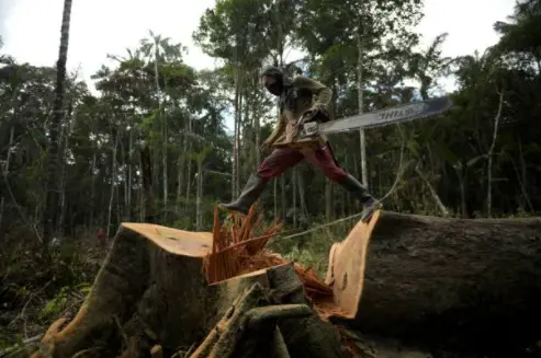 Un agricultor corta &aacute;rboles con una motosierra para plantar coca en una plantaci&oacute;n de coca en el departamento de Guaviare, Colombia, 6 de diciembre de 2021.