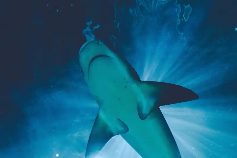 El tibur&oacute;n de Groenlandia es el animal m&aacute;s longevo del mundo. / EP