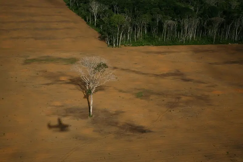 03/03/2006. Santarem, EStado de Para, Amazonas, Brasil.\rDeforestaci&oacute;n del Amazonas debida a las plantaciones de soja para alimentaci&oacute;n de ganado.\r&copy;Greenpeace/Daniel Beltra\r\rLogged area in the Amazon rainforest to clear land for soya plantations, near Belterra, Para State. The lone Brazilian nut tree belongs to the Castanheira species which is protected in Brazil since 1994.\r\rWorld Press Photo 2007 (2nd prize in 'Contemporary Issues' category)