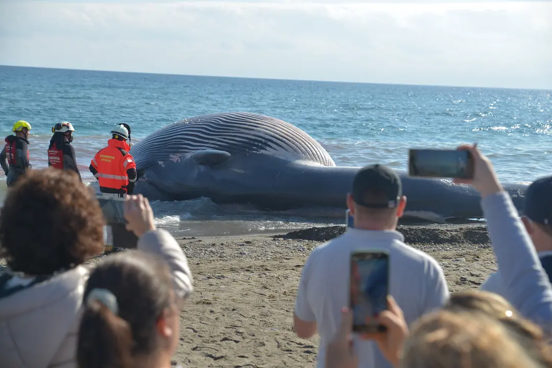 Bomberos del Consorcio de M&aacute;laga han comenzado con los trabajos de retirada del cad&aacute;ver de una ballena de nueve metros de longitud, en concreto un ejemplar macho de rorcual com&uacute;n, uno de los grandes cet&aacute;ceos m&aacute;s habituales en el Mediterr&aacute;neo, que ha quedado varado este jueves en la playa de La Rada de la localidad malague&ntilde;a de Estepona.EFE/Antonio Paz
