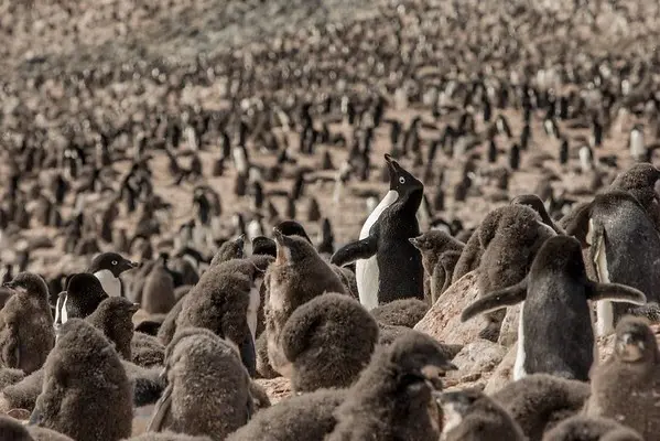 Ad&eacute;lie penguin colony on Devil Island, Antartica.\n\nThe Greenpeace ship Arctic Sunrise has returned to the Antarctic Peninsula with a team of independent scientists from Stony Brook University, to conduct ground breaking research on remote penguin colonies, many of which have never before been surveyed. To investigate the impacts of the climate crisis on Antarctic penguin populations.