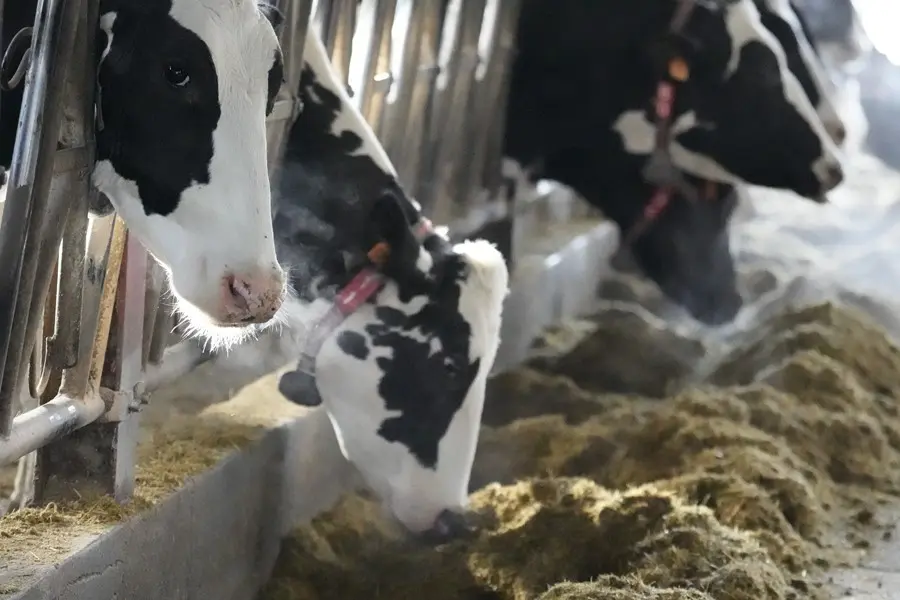 Varias vacas comiendo. / EP