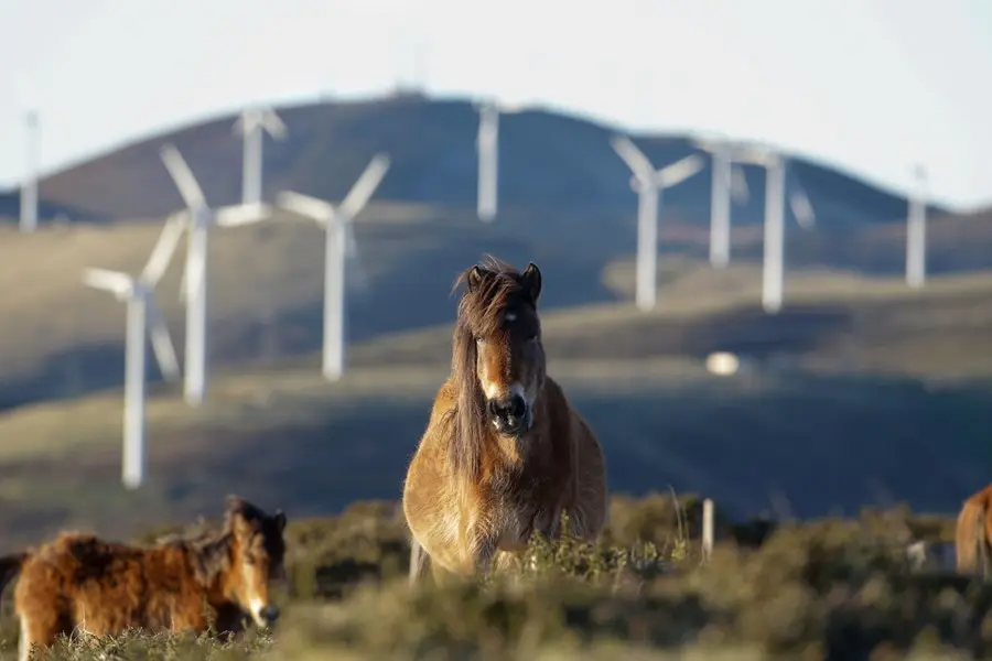 Un caballo observa los aerogeneradores del Parque e&oacute;lico de Tronceda, en la Serra do Xistral, en la comarca de Terra Cha, a 22 de febrero de 2022, en Mondo&ntilde;edo, en Lugo, Galicia (Espa&ntilde;a).